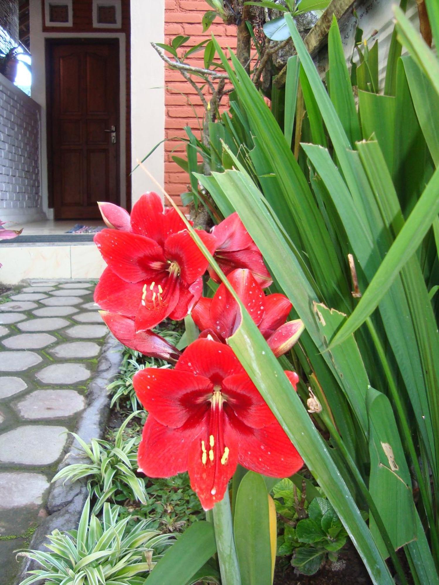 Taman Ayu Homestay Munduk Mitra Reddoorz Exterior photo